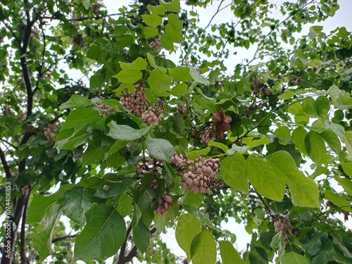 Pongamia pinnata (Karanj)