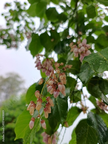 Pongamia pinnata (Karanj)