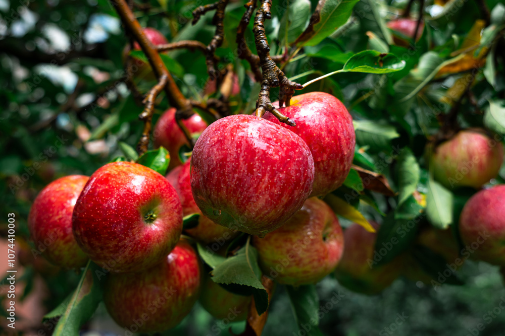 Apple trees with ripe red apples in the farm. Natural red apples on branches of trees. Autumn apple orchard. Red juicy apples in apple orchard in Himachal Pradesh, India