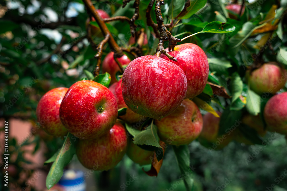 Apple trees with ripe red apples in the farm. Natural red apples on branches of trees. Autumn apple orchard. Red juicy apples in apple orchard in Himachal Pradesh, India Apple trees with ripe red apples in the farm. Natural red apples on branches of trees. Autumn apple orchard. Red juicy apples in apple orchard in Himachal Pradesh, India