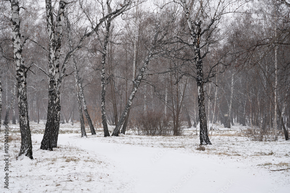 Winter forest. Trees in the snow. Winter forest. Trees in the snow.