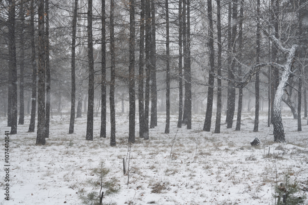 Winter forest. Trees in the snow. Winter forest. Trees in the snow.
