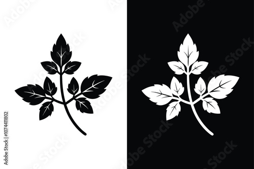 Marjoram vegetable icon on vector with glyph style on white background.
