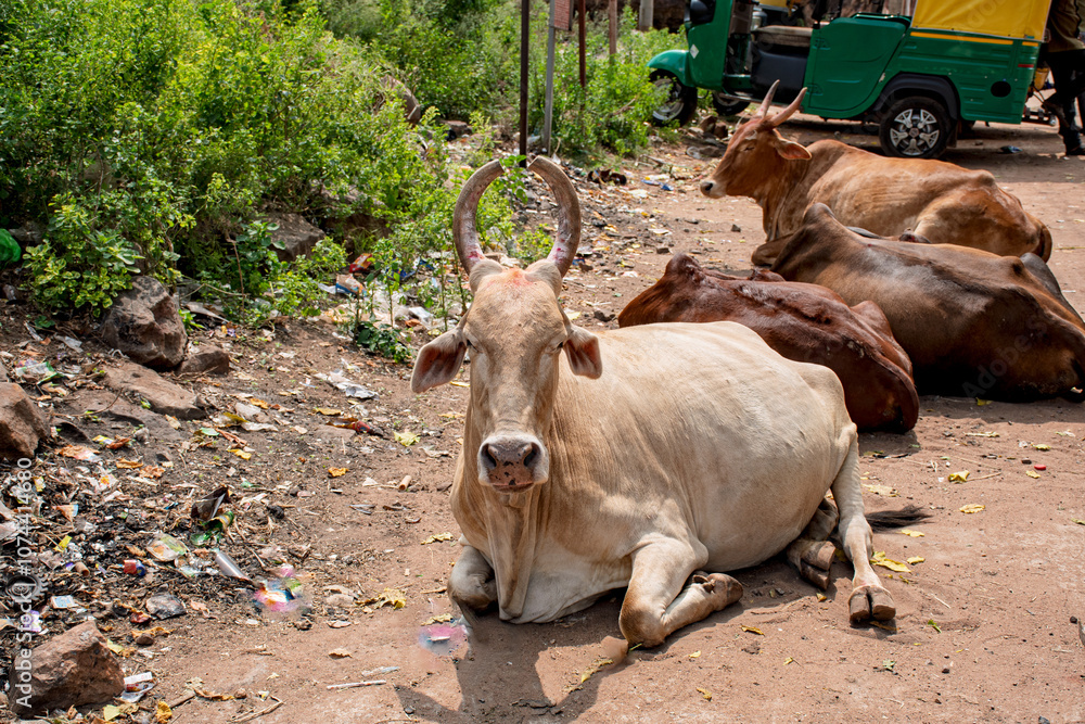 South Indian OX bullocks on the street South Indian OX bullocks on the street