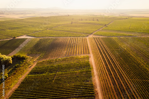 Chapel Hradistek near Velke Bilovice Czech Republic. Vineyard rows in bright sunlight, nestled between hills and trees. Sunlit agricultural wine landscape. photo