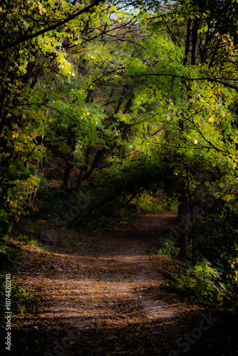 path in the forest