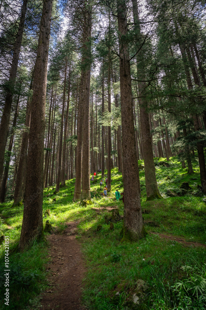 Obraz premium Dense green pine tree forest in HImachal Pradesh, India