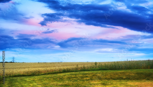 Field, farming and corn with landscape, outdoor and nature for growth with food production in countryside. Crops, maize and spring with sustainability, agriculture and location with clouds in China