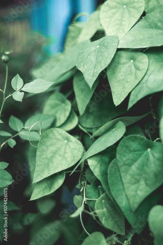 Wallpaper Mural  medicine and food for thousands of years. In Thailand, the leaves Tiliacora triandra are called the "thousand-year-old tree" because Tiliacora triandra help prevent wrinkles and Tiliacora triandra re Torontodigital.ca