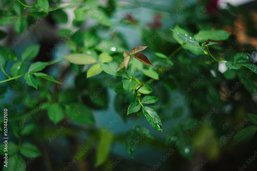 regions of France and England. The Rosa damascena tree grows in a bush, about 2 meters high with a stem with many sharp and hard thorns. The relatively small Rosa damascena grow in groups with gentle regions of France and England. The Rosa damascena tree grows in a bush, about 2 meters high with a stem with many sharp and hard thorns. The relatively small Rosa damascena grow in groups with gentle