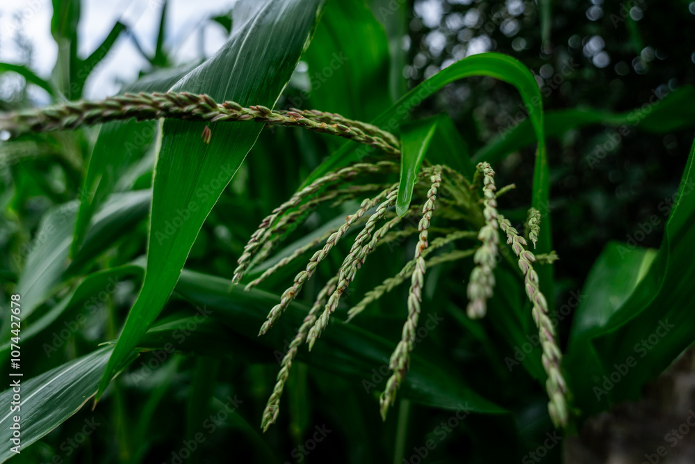 -tassel corn flower very close up from the camera landscape model in the field or rice field. the image of tassel corn or corn flower is still in bud and has opened. -tassel corn flower very close up from the camera landscape model in the field or rice field. the image of tassel corn or corn flower is still in bud and has opened.