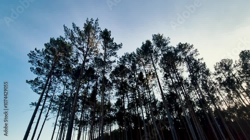 Crooked Forest (Krzywy Las) in Poland.