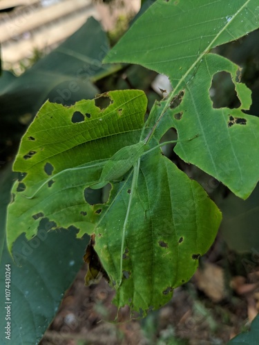 Broad winged bush Katydid grasshopper leaf mimic photo