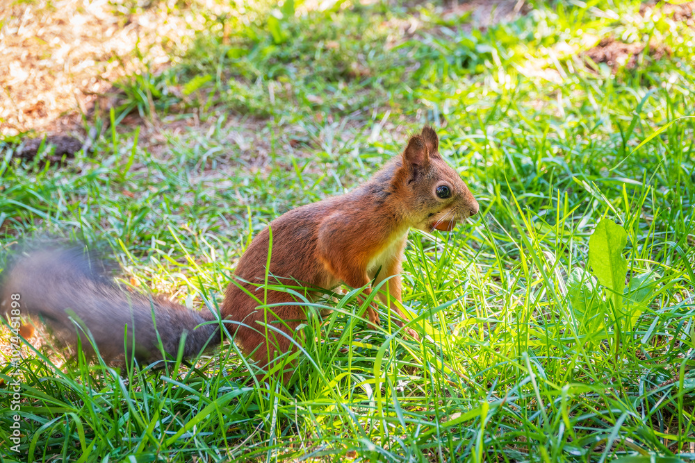 Autumn squirrel with nut sits on green grass with fallen yellow leaves Autumn squirrel with nut sits on green grass with fallen yellow leaves