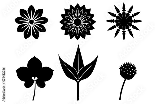 6 vector silhouette icon set of Scabiosa, Sea Holly, Star of Bethlehem, Chocolate Cosmos, Canna Lily, Static