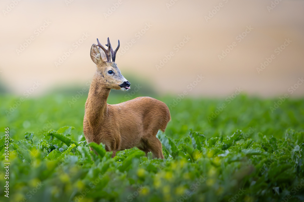 Roe Deer Buck Standing in Green Field, Capreolus capreolus, Summer Wildlife Scene, European Nature, Animal in Natural Habitat Roe Deer Buck Standing in Green Field, Capreolus capreolus, Summer Wildlife Scene, European Nature, Animal in Natural Habitat