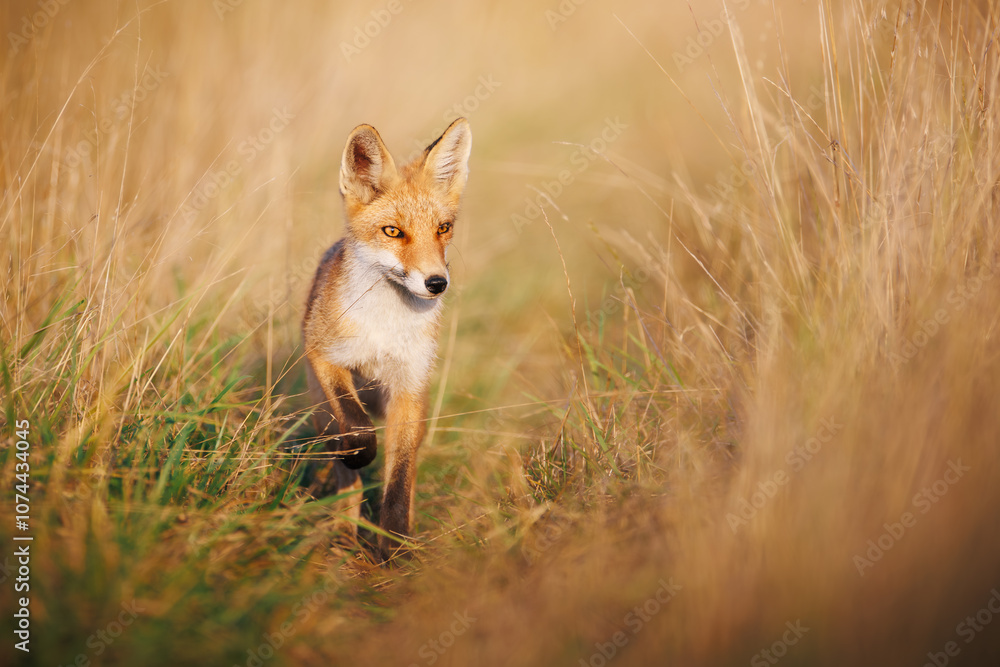 Fototapeta premium Red Fox Portrait in Grass, Young Vulpes vulpes Standing Alert, Wildlife in Natural Habitat, Nature Photography