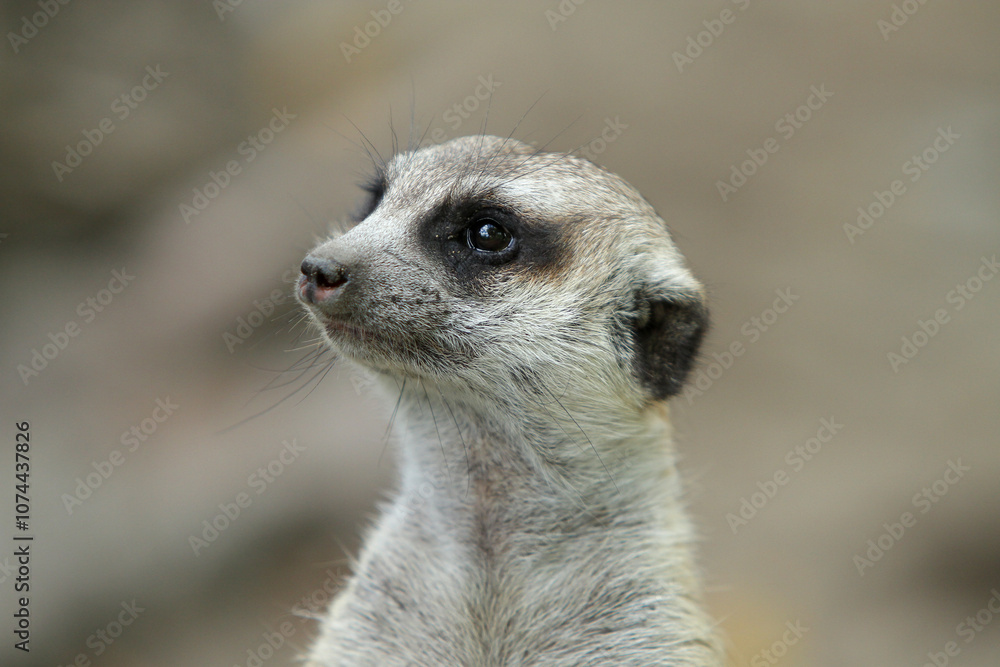 close up portrait of meerkat or suricate close up portrait of meerkat or suricate