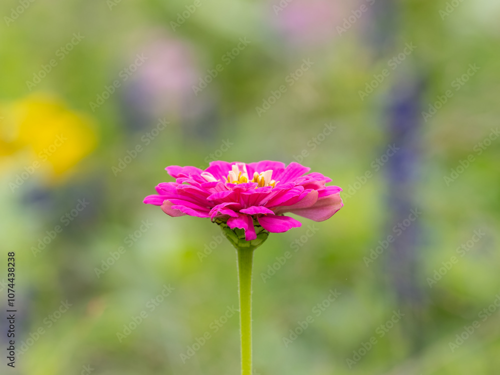 Red Zinnia flowers. Flowers zinnia elegans. Color nature background. Red Zinnia flowers. Flowers zinnia elegans. Color nature background.
