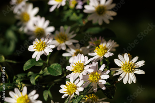 夕日を浴びる山白菊の花々