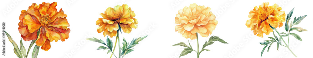 Captivating gilded and radiant marigold flowers in a stunning array of vibrant autumnal hues Captivating gilded and radiant marigold flowers in a stunning array of vibrant autumnal hues