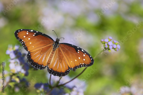 Beautiful Queen butterfly (Danaus gilippus) feeding on Greggs Mistflowers in the autumn garden, wings wide opened. Copy space.  photo