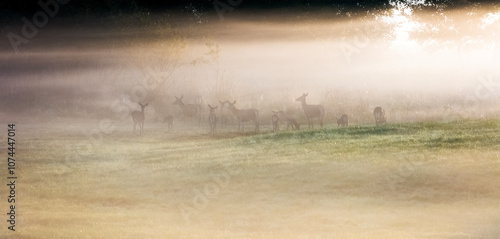 Fototapeta Naklejka Na Ścianę i Meble -  Sarny W Porannych Mgłach 