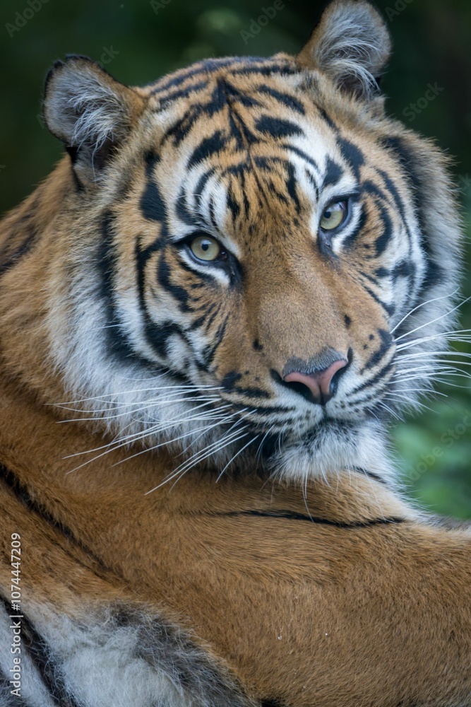 Fototapeta premium Majestic Tiger Close-up