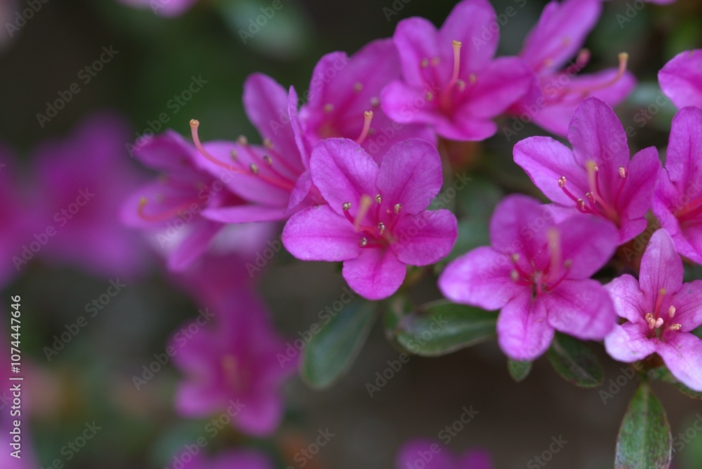 close up of a pink flower, Azalea flower in a beautiful garden close up of a pink flower, Azalea flower in a beautiful garden