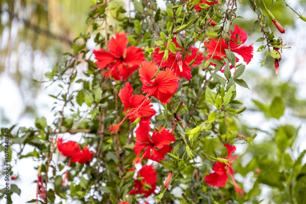 Red Hibiscus flowers (China rose, Chinese hibiscus, Hawaiian hibiscus) in tropical garden. Red Hibiscus flowers (China rose, Chinese hibiscus, Hawaiian hibiscus) in tropical garden.
