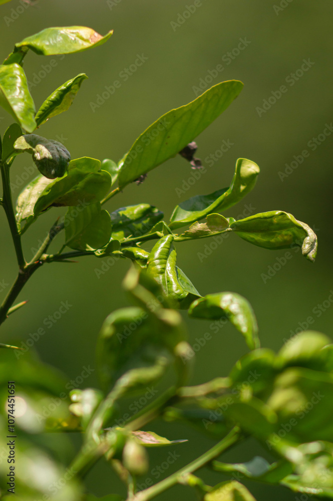close up of orange leaves with nature blur background close up of orange leaves with nature blur background