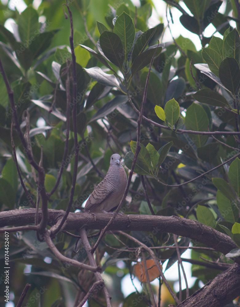 Javanese dove or Geopelia striata perched on a tree Javanese dove or Geopelia striata perched on a tree