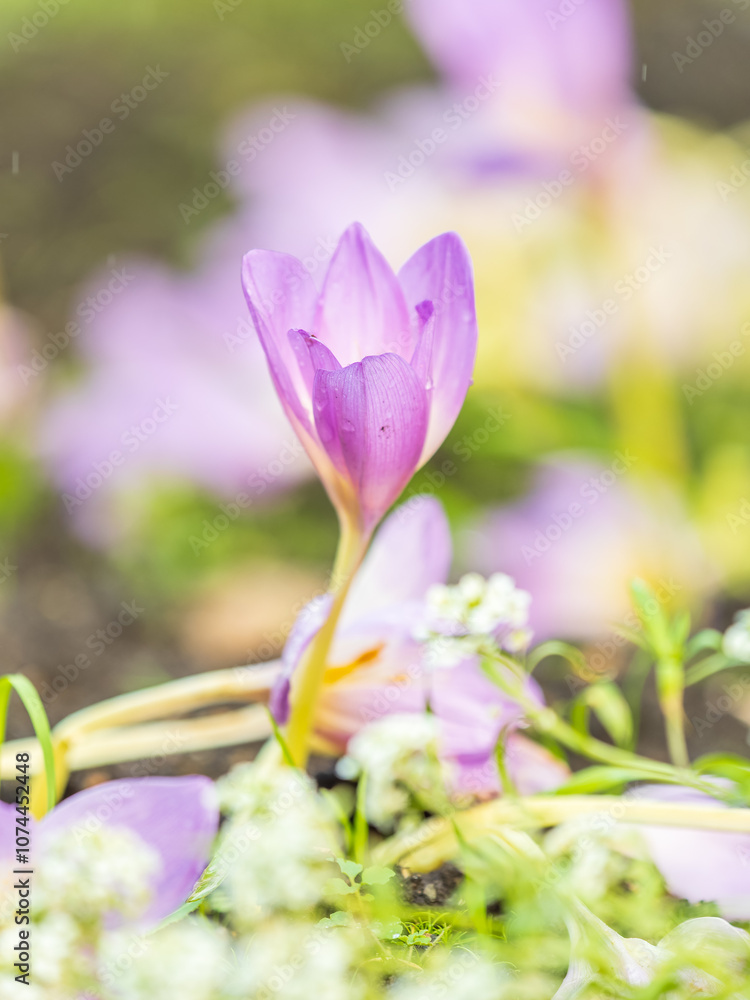 Fototapeta premium Autumn purple crocuses bloomed above the ground.