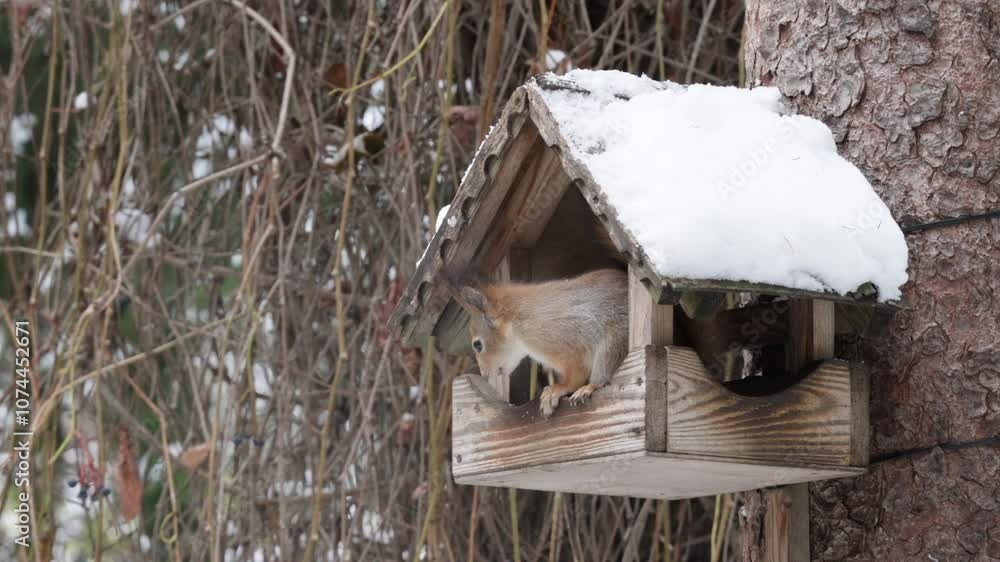 A squirrel sits in a snowy birdhouse on a tree in a garden in winter A squirrel sits in a snowy birdhouse on a tree in a garden in winter