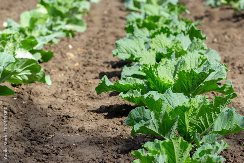 Garden with cultivated young green organic cabbages.