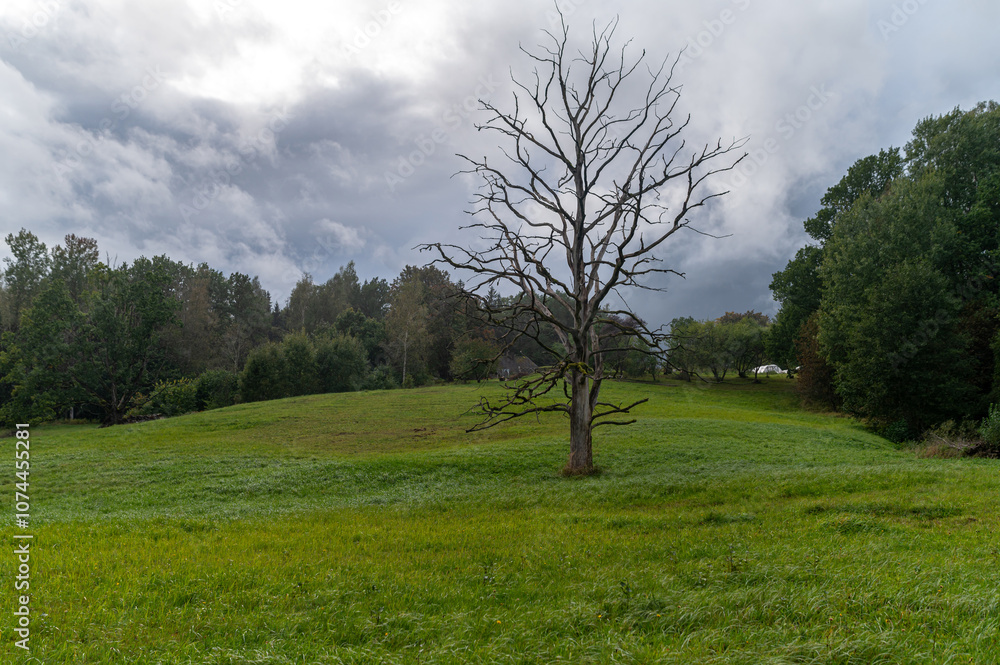 A solitary tree stands on an expansive green field under a cloudy sky in autumn A solitary tree stands on an expansive green field under a cloudy sky in autumn
