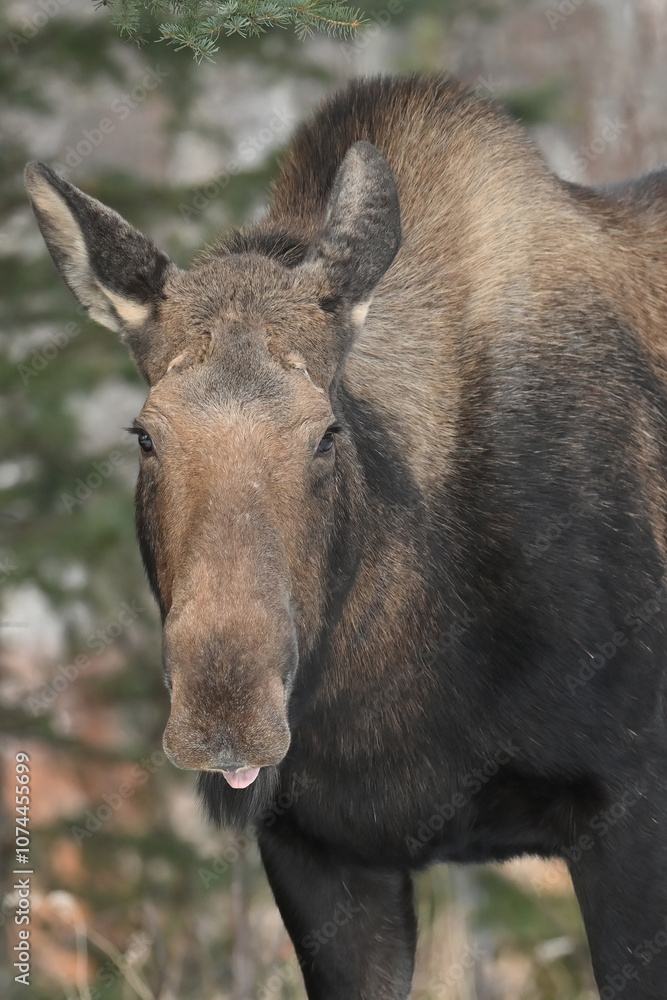 Portrait of a rude moose (Alces alces) with its tongue sticking out. Portrait of a rude moose (Alces alces) with its tongue sticking out.