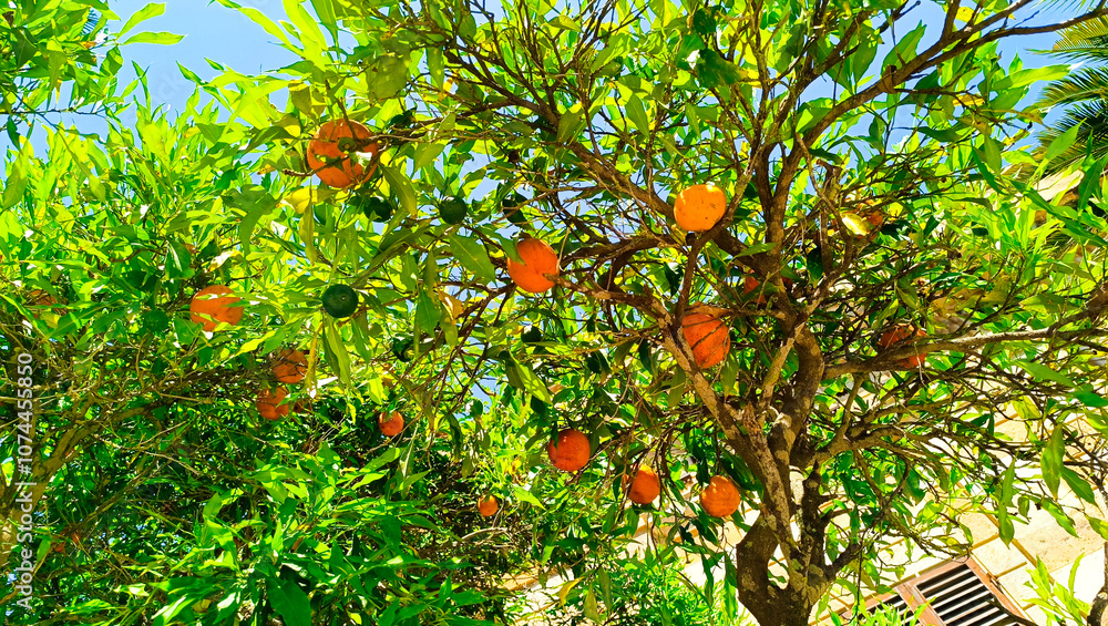 orange tree in the garden