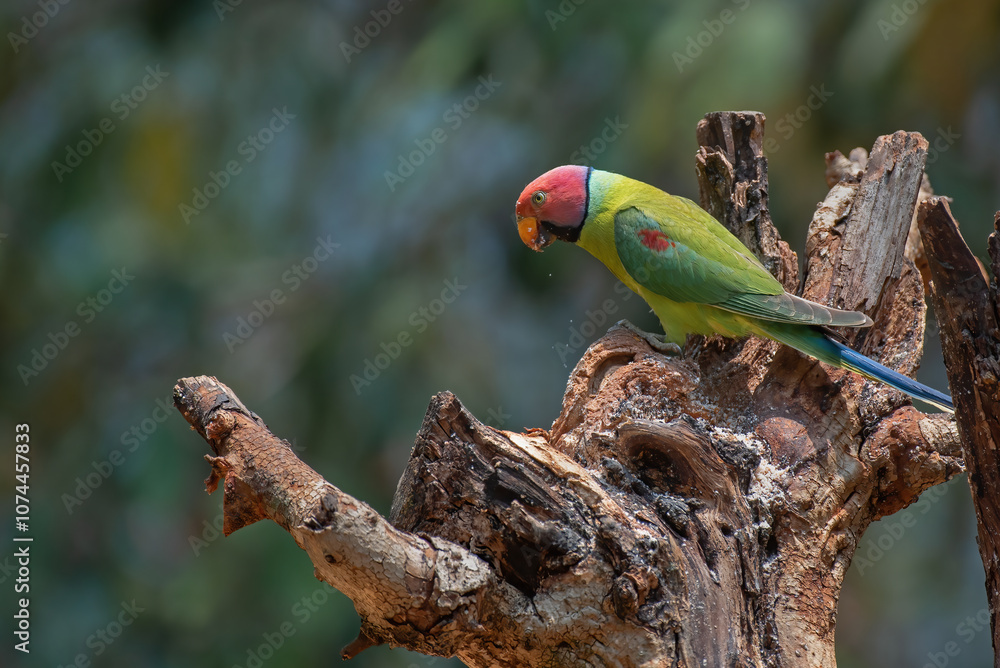 Plum headed parakeet bird perched on a branch in the forest with use of selective focus