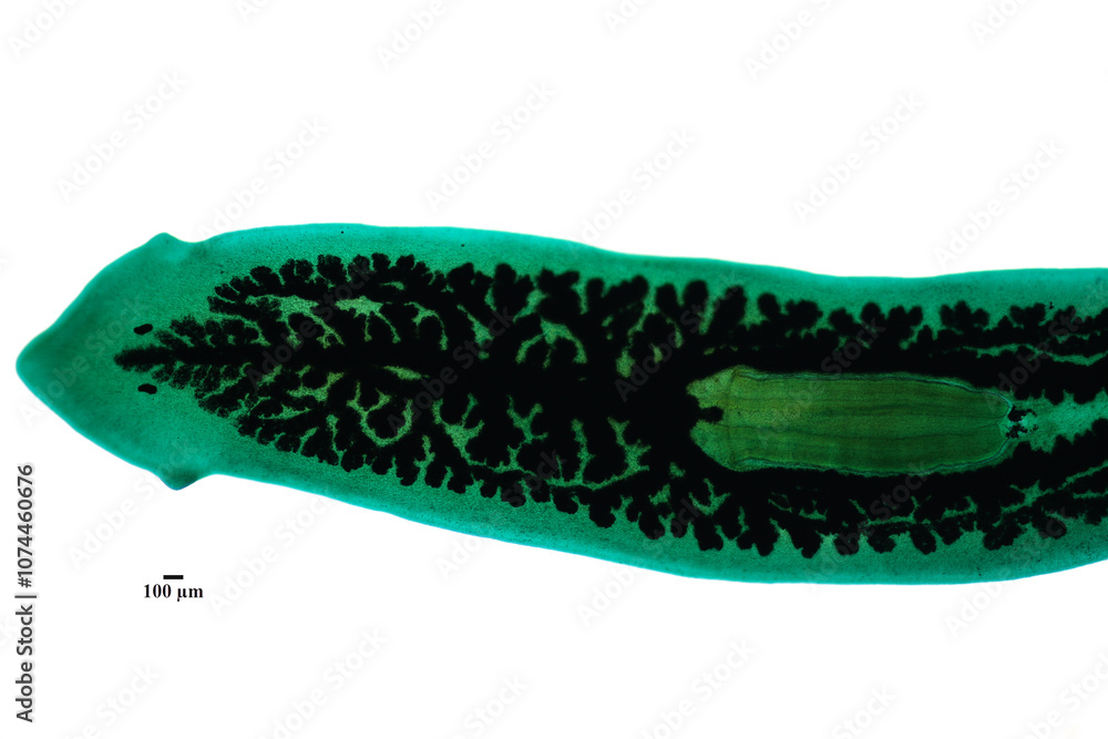 Fototapeta premium Planarian parasite (flatworm) under microscope view.
