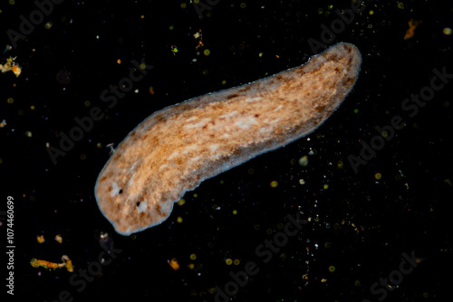 Planarian parasite (flatworm) under microscope view. photo