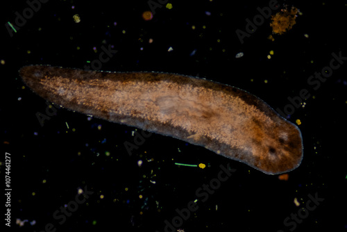 Planarian parasite (flatworm) under microscope view. photo