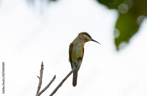 Beautiful bird in Asian, It is a kind of bird found in Thailand. photo