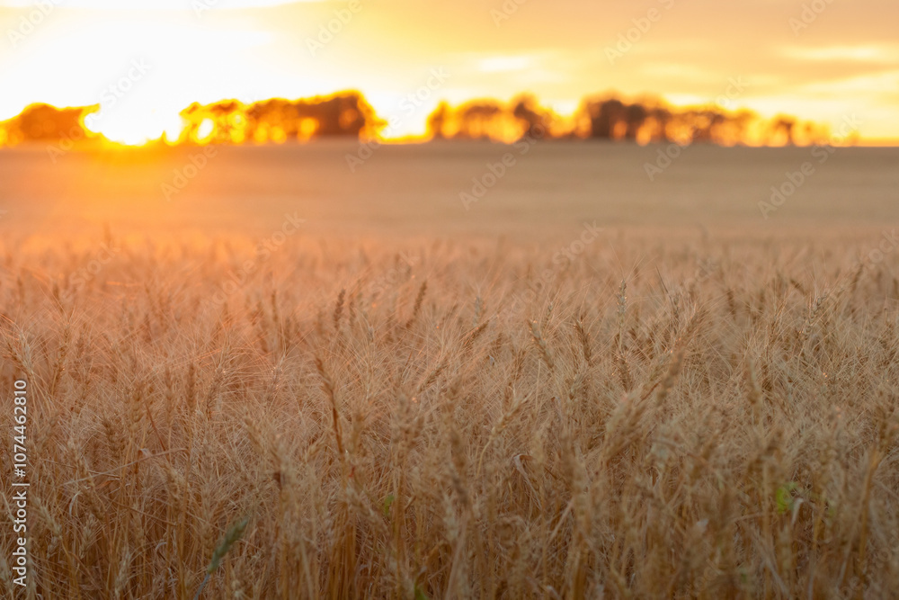 Obraz premium Yellow wheat field in warm golden hour light.