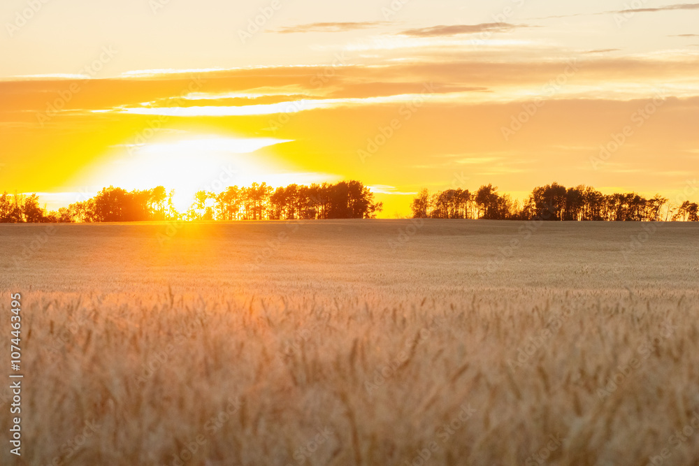 Yellow wheat field in warm golden hour light. Yellow wheat field in warm golden hour light.