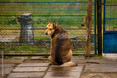 A dog sitting on the ground in the park. Animal protection concept.