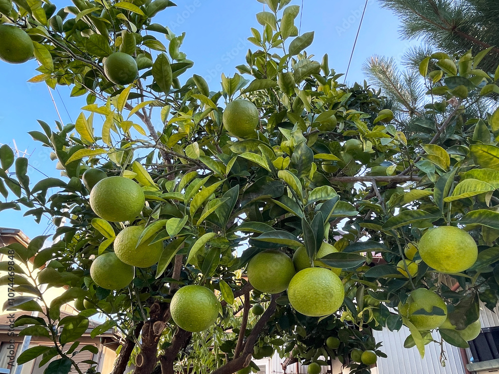 mandarin and orange fruits hanging on the tree mandarin and orange fruits hanging on the tree
