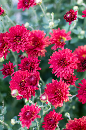 In a vibrant garden, stunning red flowers are flourishing