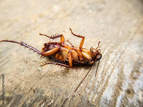 Selective focus of a dead house cockroach in a supine position