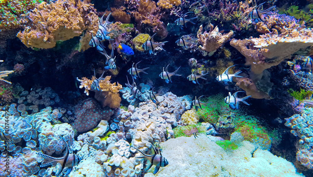 coral reef with fish